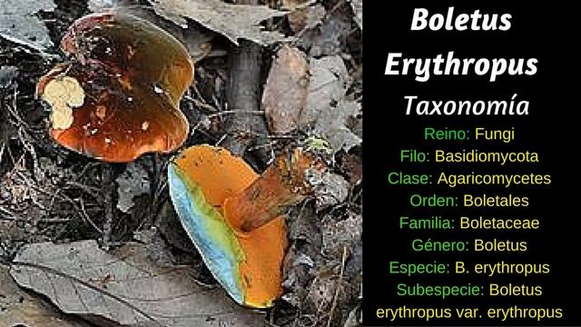 Setas Comestibles Boletus luridus (Recursos Naturales). смотреть онлайн