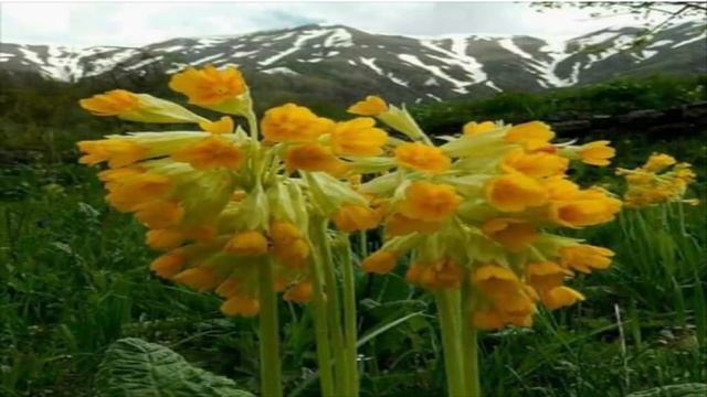 Шевчик этюд смотреть онлайн