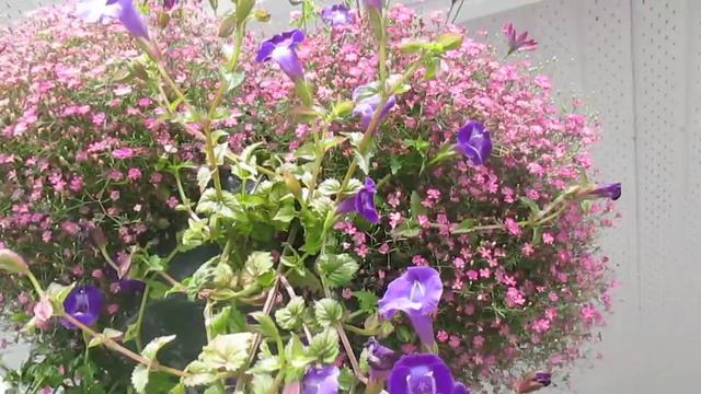 #Cobaeascandens #Calibrachoa #hangingbasket #frontporch #summerseason two different type of flowers смотреть онлайн