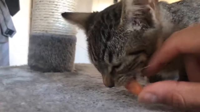 Cat shrimp wake up смотреть онлайн