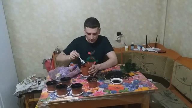 Фиалка от посадки до цветения смотреть онлайн