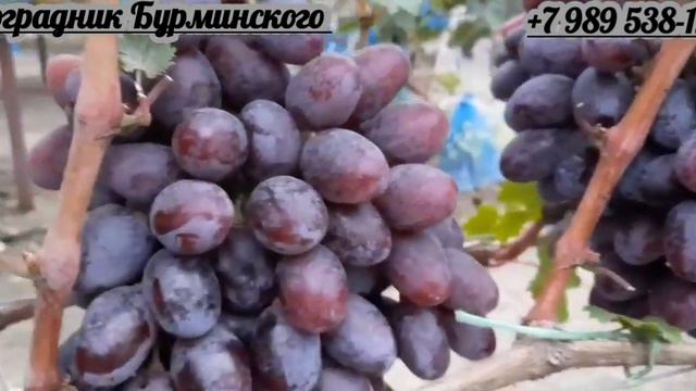 НОВИНКА!!! ГФ. Винограда ДУНАЙ (Калугин В.М.). смотреть онлайн