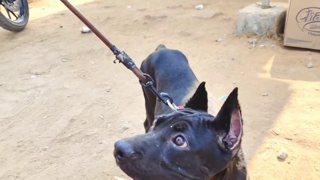 Leash walk with Cane Corso Puppy | Rhea first time on Road @BalusK9Dogtraining #viral#support смотреть онлайн