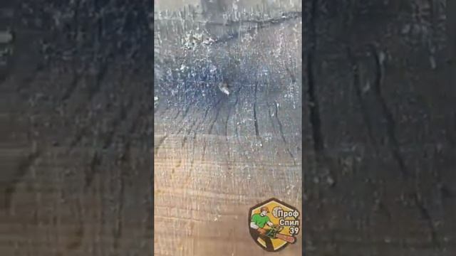 Спил дуба дерева от а до я!!!слэб дробление веток. смотреть онлайн