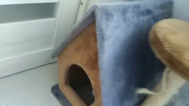 Реакция котов на маску волка смотреть онлайн