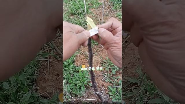 прививка деревьев летом видео смотреть онлайн