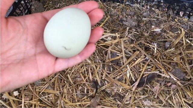 ДЕРЕВЕНСКОЕ ХОЗЯЙСТВО смотреть онлайн