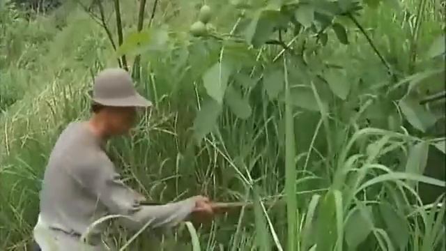 夫妻隐居在7000亩的荒山中，靠山吃山十几年！过着与世无争的生活 смотреть онлайн