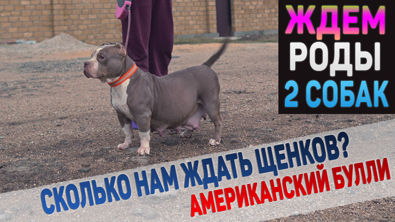 Две собаки беременны. Ждем роды у Уфо и Лилу ! смотреть онлайн