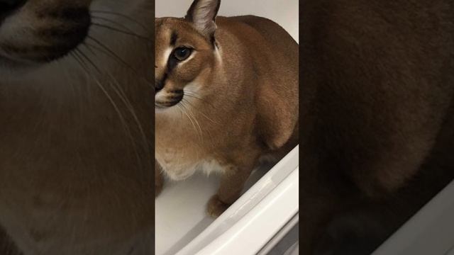 NEW ROBLOX LOGO?!? Thoughts??? смотреть онлайн