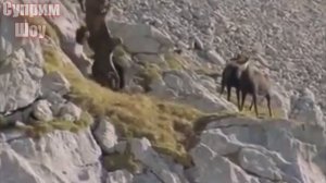 БЕРКУТ В ДЕЛЕ! Крылатый хищник нападающий на лисиц и волков! Беркут против оленя зайца и коз