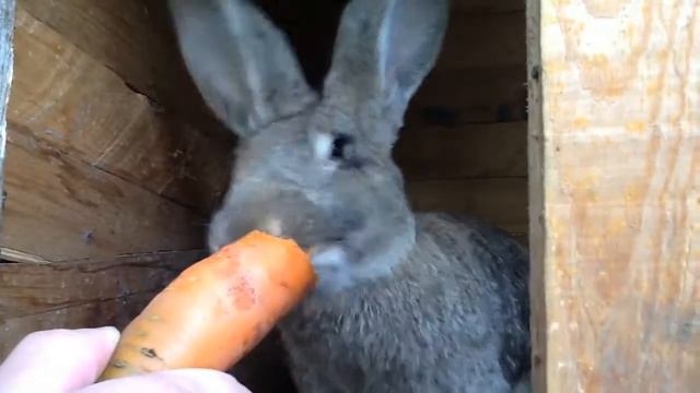 просто кролик смотреть онлайн