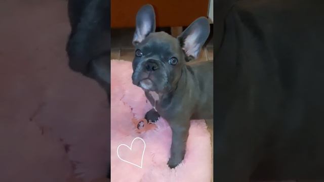 щенок французского бульдога окрас: лиловый❤ смотреть онлайн