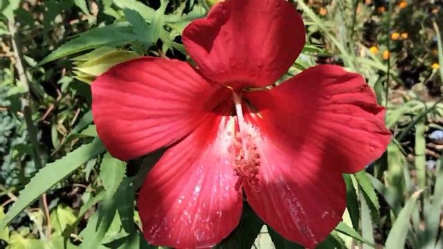 Гибискус травянистый. смотреть онлайн