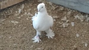 андижанские голуби Короткина Максима