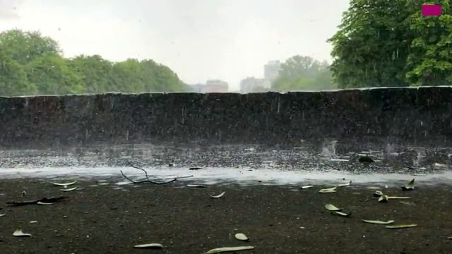 Cernaya-smorodina-sevenrose-novinka-2021_(videomega.ru).mp4