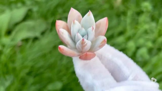 Echeveria ‘Mexican Giant’ смотреть онлайн