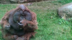 В московский зоопарке