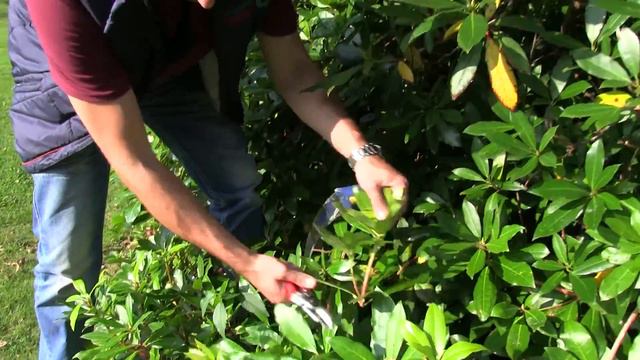 Rhododendron snoeien - twishgarden.nl смотреть онлайн