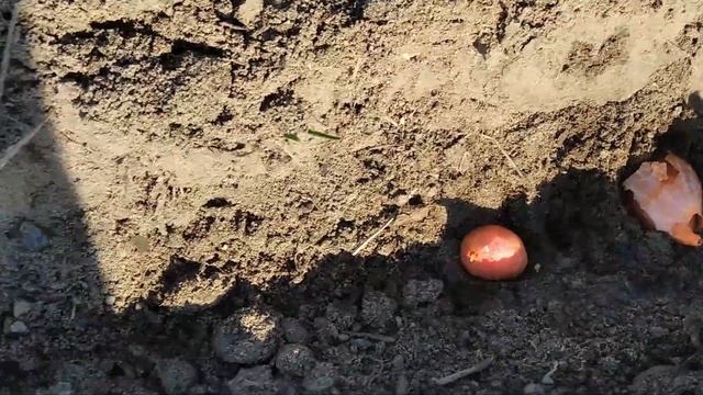 Посадка лука "Семейный" #как_садить_лук #посадка_лука #лук_Семейный смотреть онлайн