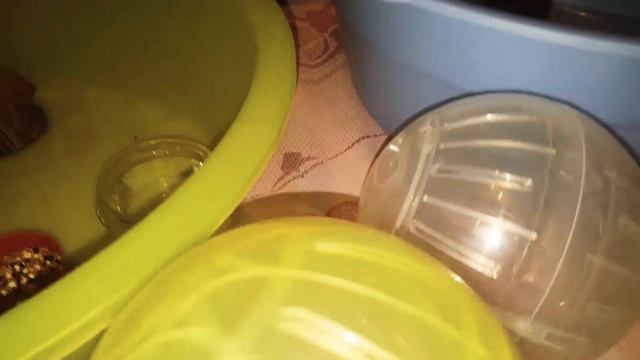 Прогулочный шар для хомяка Джунгарские хомячки смотреть онлайн