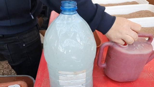 Ставим на укоренения 1000 черенков вегетативной петуньи. смотреть онлайн