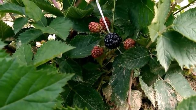 Ежевика, сорт Лох Тей, Шотландской селекции. Ранний. Первая зрелая ягодка. 16.07.17. смотреть онлайн
