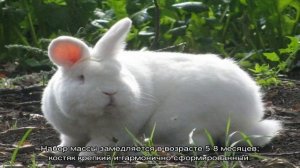 Новозеландский кролик: описание породы красного и белого видов