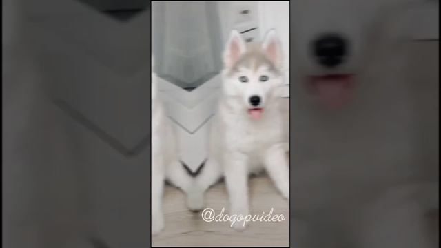 эдиты хаски смотреть онлайн