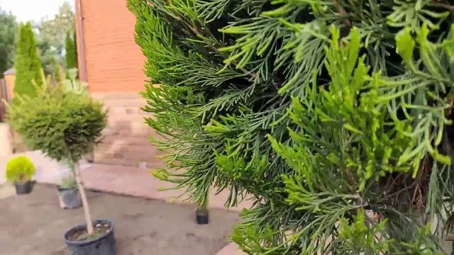 Ландшафтный дизайн частного сада / Посадка хвойных на участке / Сильная гроза и буря смотреть онлайн