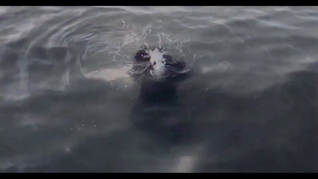 ISON - ISEA (HQ Remastered)