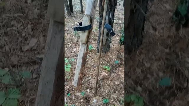 грузди в сибири смотреть онлайн