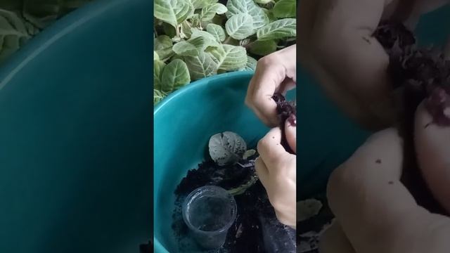 не цветет глоксиния из семян, что делать? смотреть онлайн