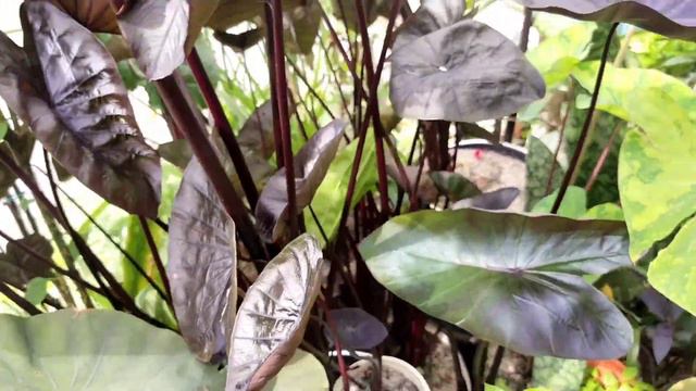 7 Easy Black Elephant Ear Plants to Grow & Cultivate смотреть онлайн