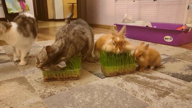Любимое лакомство Крольчонка Папы кота и Кролика смотреть онлайн