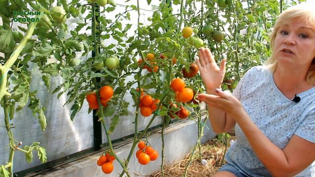 И сладкий, и сочный, и урожайный - не томат, а просто НАСЛАЖДЕНИЕ! Обзор сортов ТОМАТОВ! смотреть онлайн