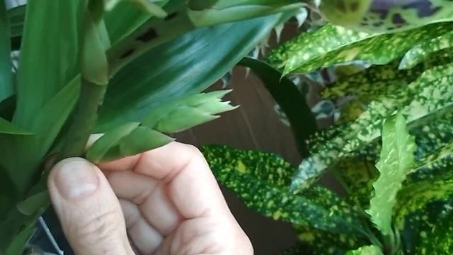 ❗Давно меня так не удивляли орхидеи,?а ЗИГОПЕТАЛУМ постарался?(02.07.2021) смотреть онлайн