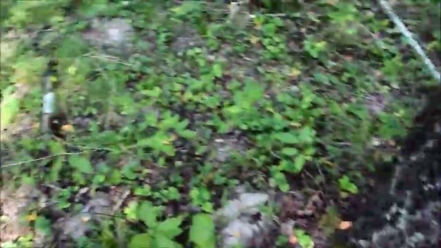 Грибные выходные в Просто-Ладозино смотреть онлайн