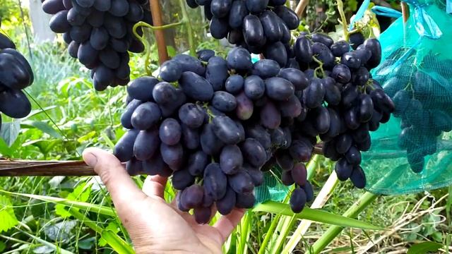 И снова о сорте Кодрянка смотреть онлайн