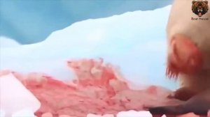Polar Bear On The Hunt And Eating A Seal Alive   Белый Медведь На Охоте И Ест Тюленя Живьем