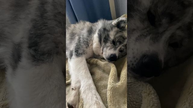 Экипаж дивана смотреть онлайн