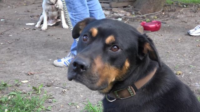 Caught On Camera! 2 Chained Neglected Dogs Rescued From East St Louis - Hope For Dogs Like My DoDo смотреть онлайн