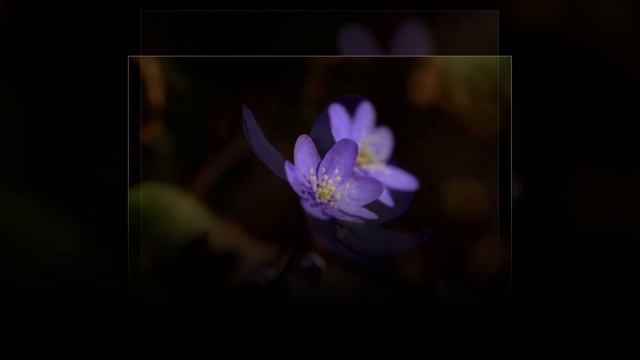 Hepatica nobilis 2014 смотреть онлайн