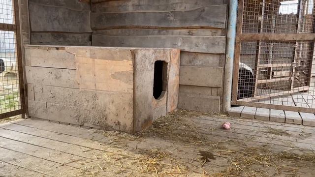 Барыня против Кабачка/Казачки. Обе по Бульдозеру, Топазу. РКФ. Не продажа. +79157787787 смотреть онлайн
