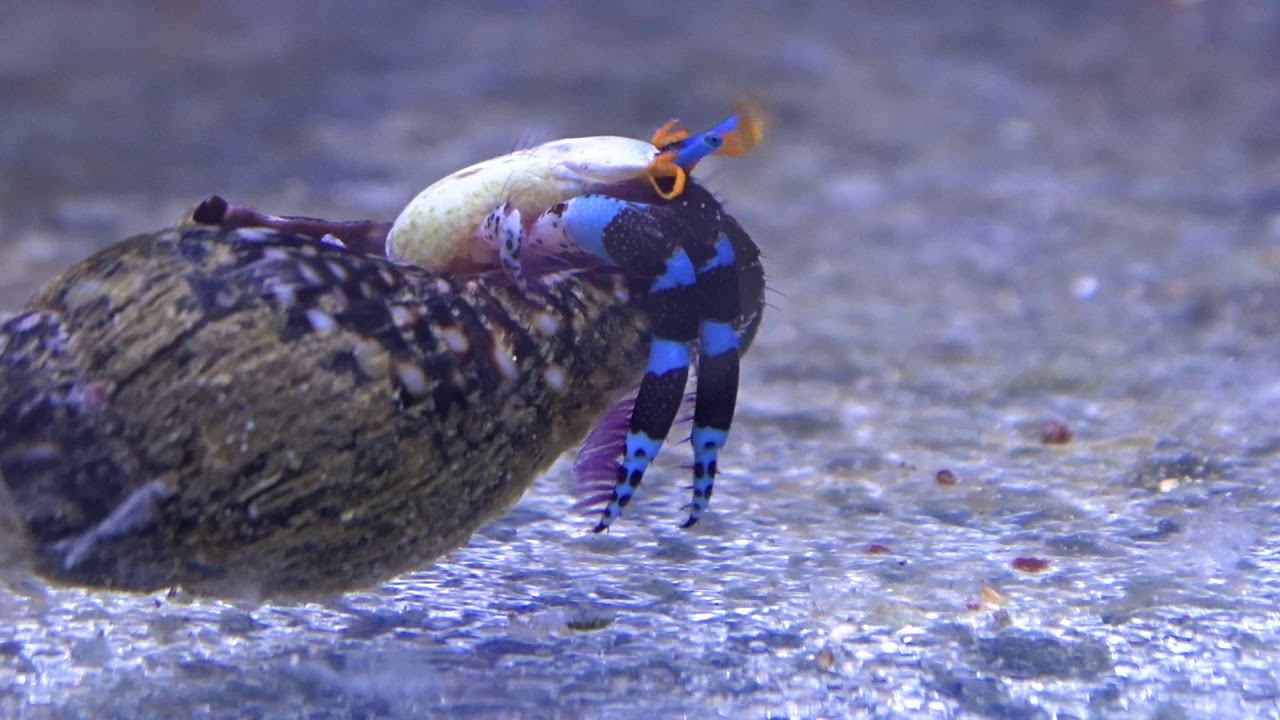 Рак-отшельник смотреть онлайн