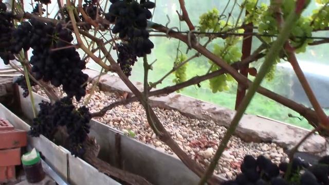 Виноград Кодрянка - Илья Королев (Московская область) смотреть онлайн