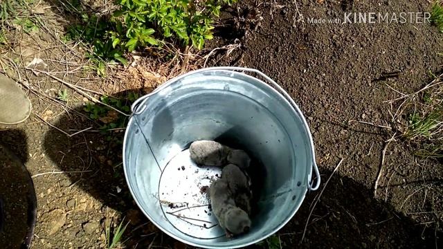 В ЛОВУШКЕ ДЛЯ КРОТА СРАЗУ ТРИ СЛЕПЫША смотреть онлайн
