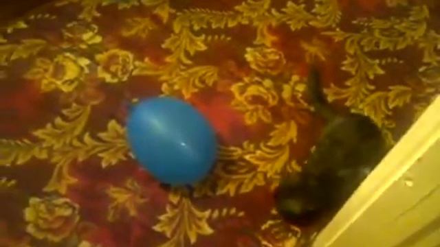 КОТИК И ВОЗДУШНЫЙ ШАРИК смотреть онлайн