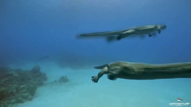[YTP] Sea Monsters- Walking with Trilogy- Nigel Marven's Malice смотреть онлайн
