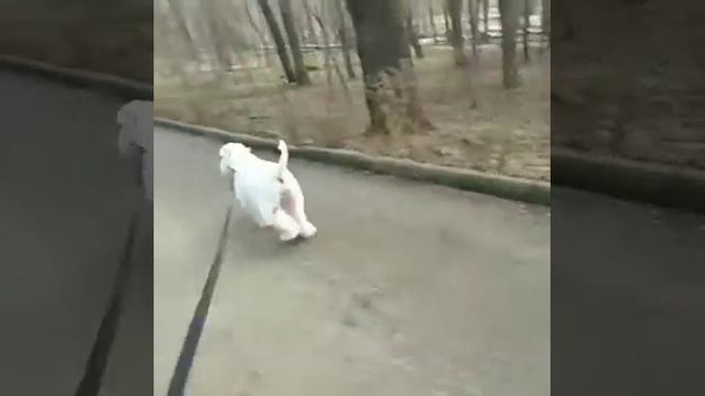 Пшеничный терьер прогулка смотреть онлайн